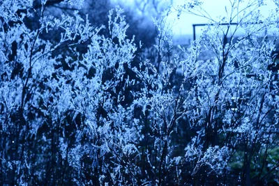 DSC_1006 (Large).JPG